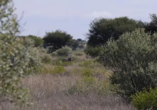 Cheetah