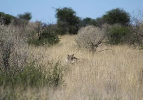 Cheetah