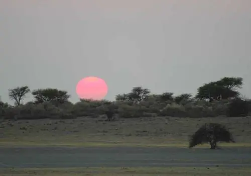 Cheetah