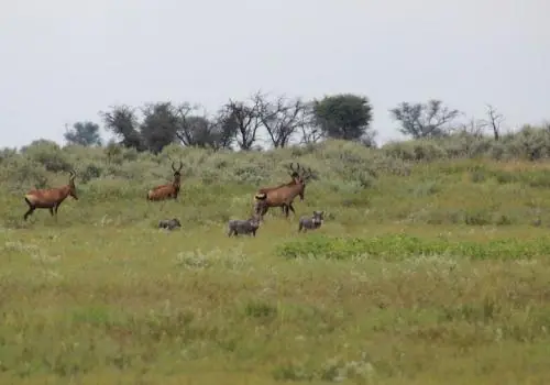 Cheetah