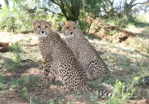 Cheetah