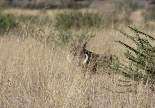 Cheetah
