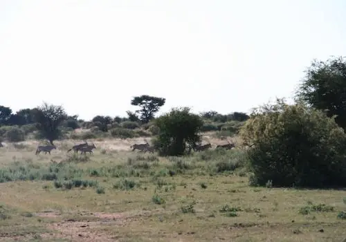 Cheetah