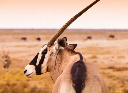 11 Day Namibia Wilderness Safari