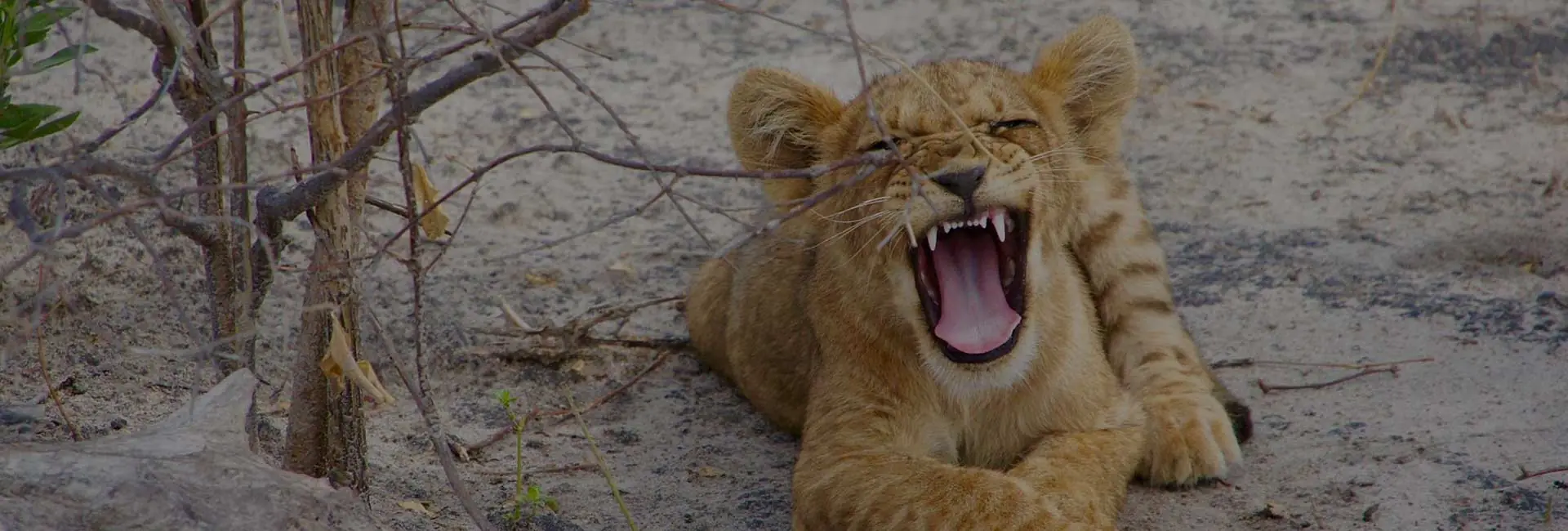 8 Days Botswana Big Game Tour