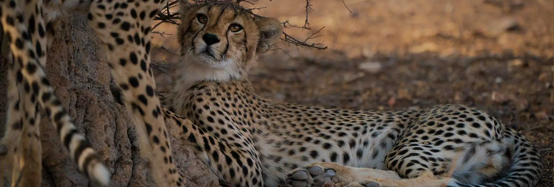 Botswana Accommodated Safari