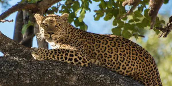 Botswana Accommodated Safari