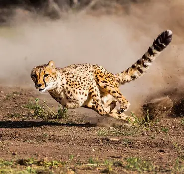 N/a’an Ku Se Wildlife Sanctuary