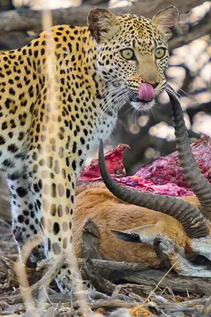 11 Days Namibia Wilderness Camping Safari