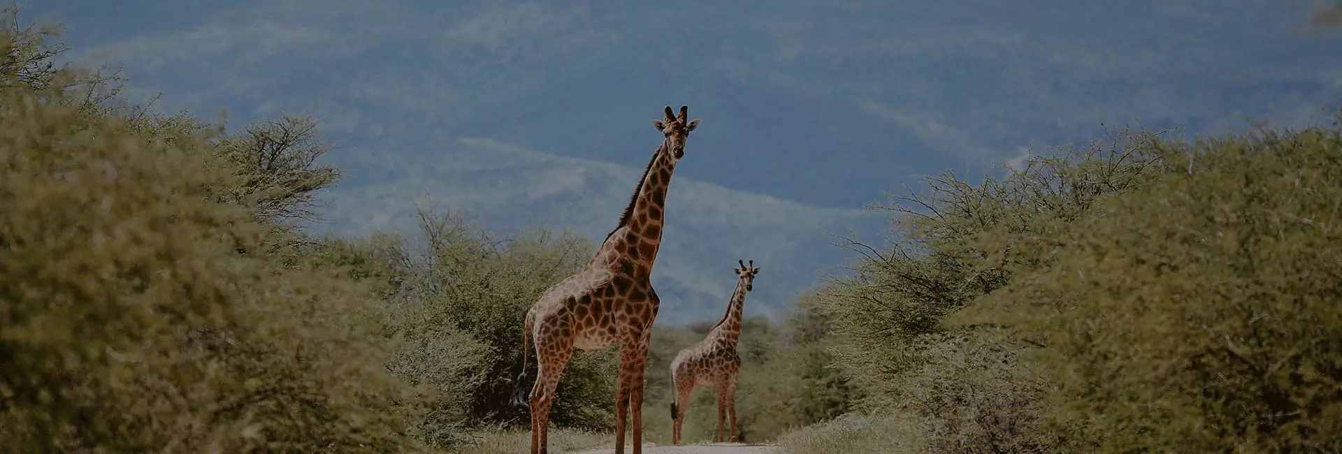 Botswana Safari